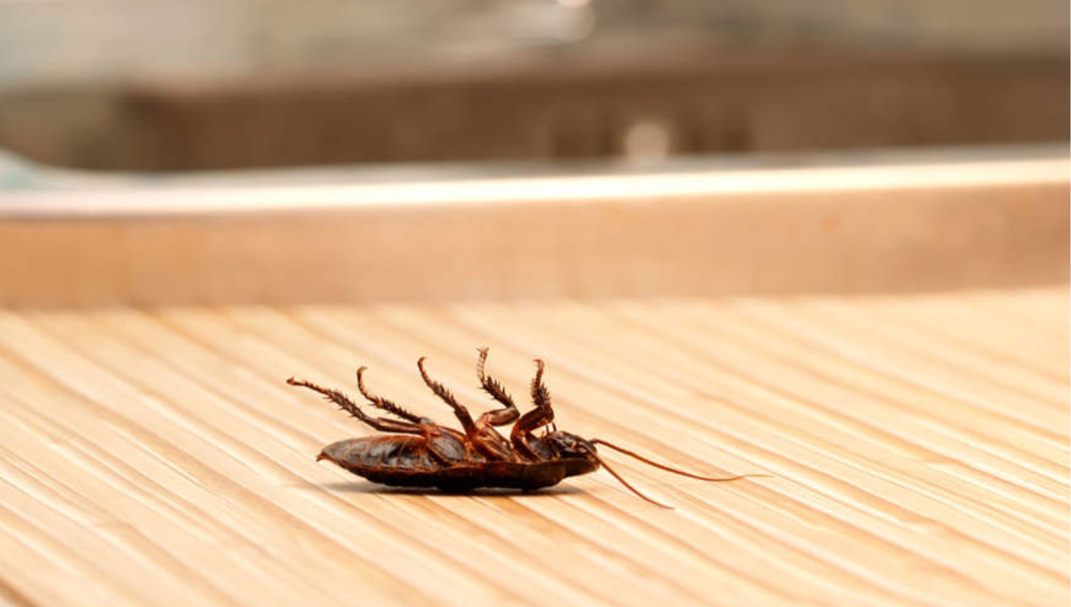 El efectivo producto de Mercadona para matar a las cucarachas de forma definitiva