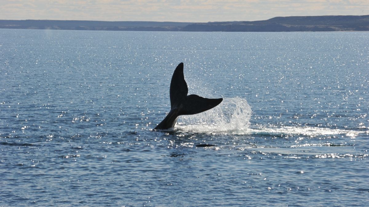 Golfo San Matías: proyectos contaminantes en una sopa de ballenas
