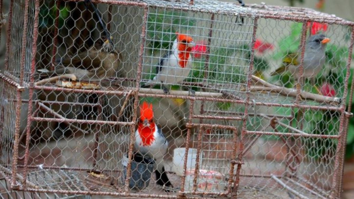 Aves en peligro de extinción. (Foto: Aves Argentinas)