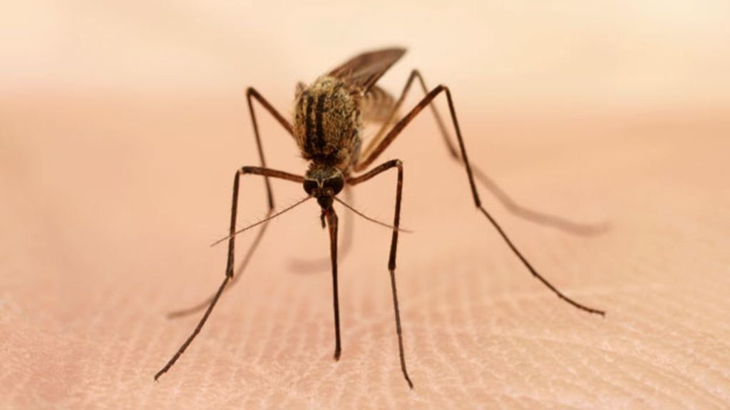 Descubren por qué los mosquitos pican más a unas personas que a otras