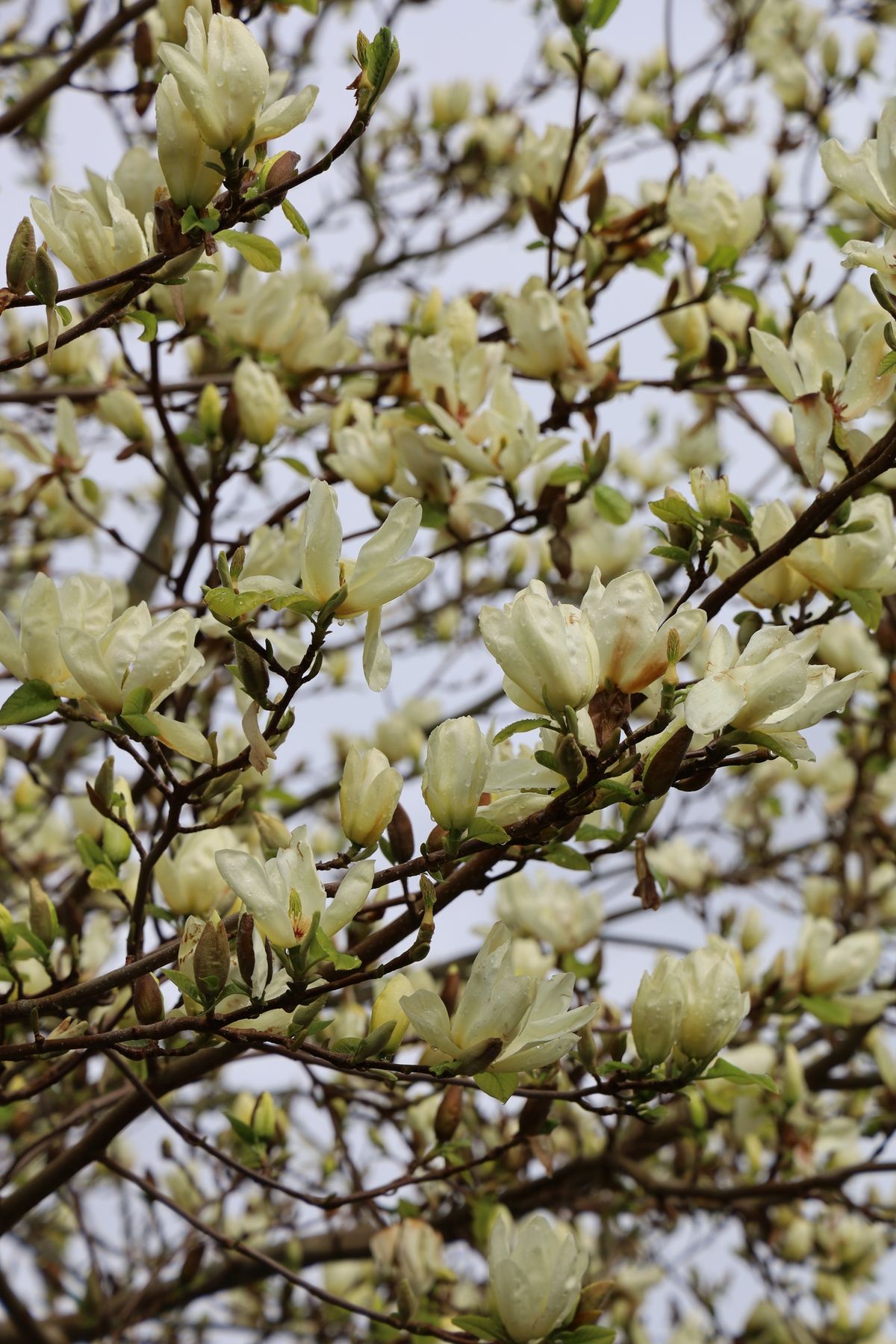La magnolia es un género de árboles y arbustos que se caracterizan por sus grandes y bonitas flores. Imagen: Magnific. La magnolia es un género de árboles y arbustos que se caracterizan por sus grandes y bonitas flores. Imagen: Magnific.
