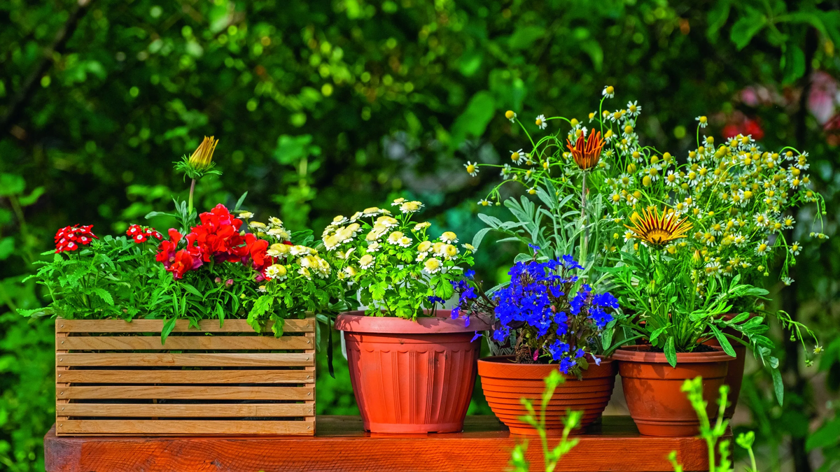 Dónde es mejor ubicar las macetas para que tus plantas sobrevivan a las heladas Dónde es mejor ubicar las macetas para que tus plantas sobrevivan a las heladas