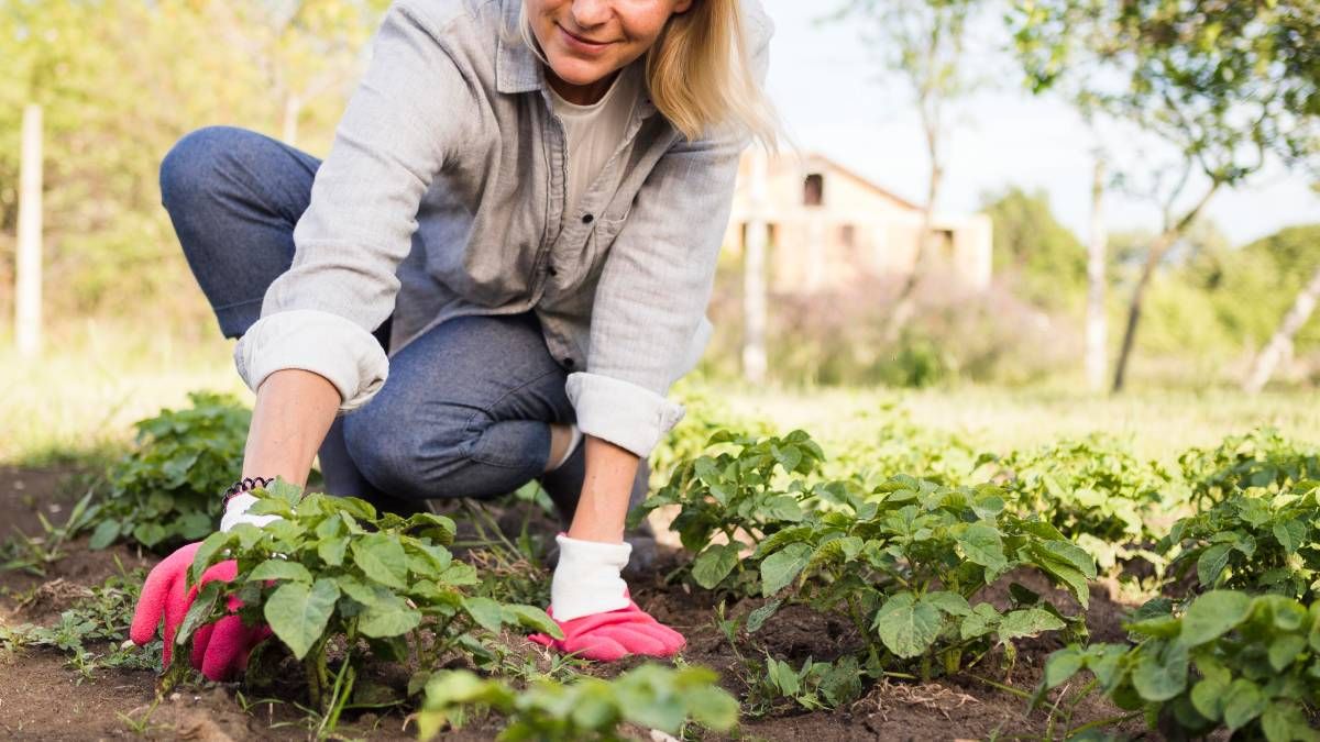 Plantas Qu Puedo Sembrar En Septiembre