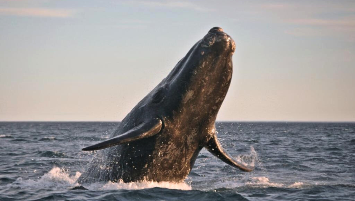 La ballena es uno de los animales más inteligentes del planeta