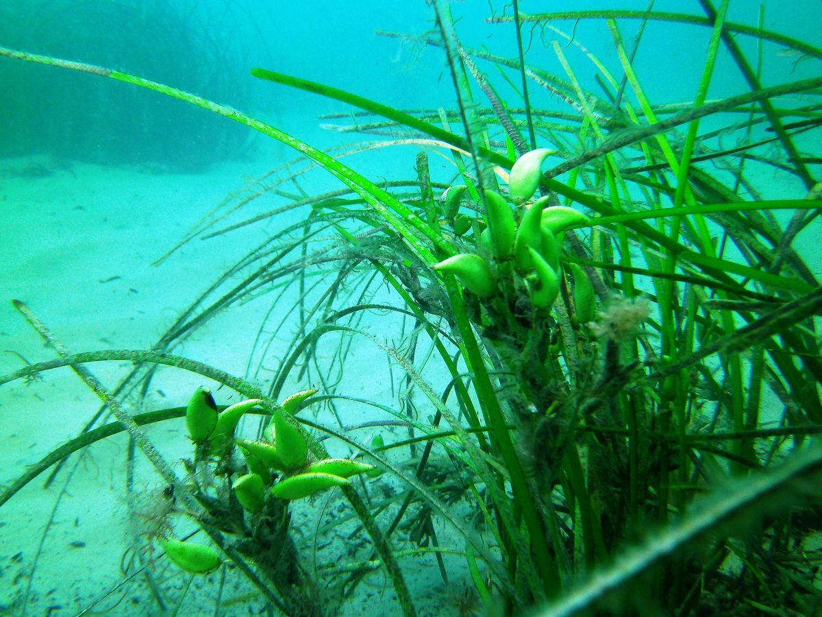 Posidonia australis es tambi&eacute;n conocida como hierba bola de fibra o hierba cinta.