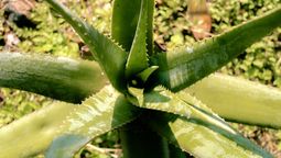 Por qué tener aloe vera en casa: el poderoso beneficio del Feng Shui