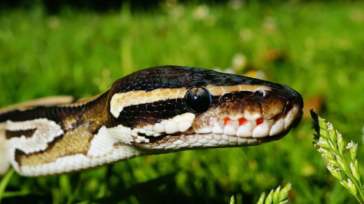 La pitón se caracteriza por tener cabeza grande y triangular, con ojos grandes y fosas nasales bien desarrolladas La pitón se caracteriza por tener cabeza grande y triangular, con ojos grandes y fosas nasales bien desarrolladas