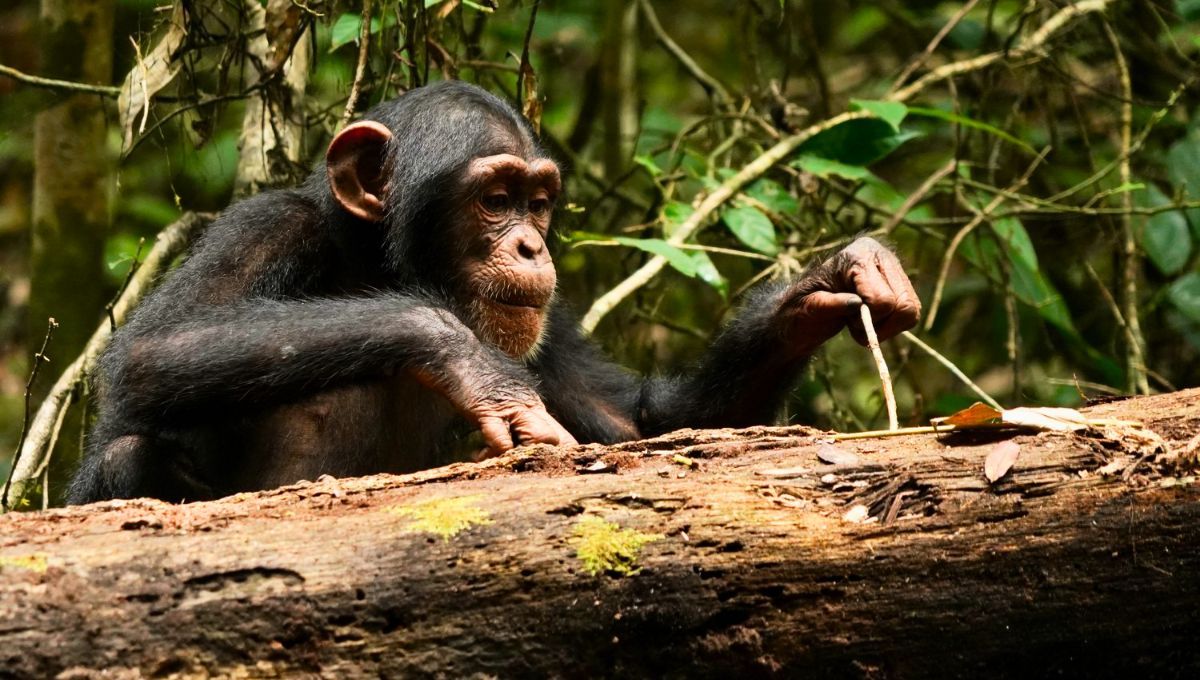 Los chimpancés son considerados como uno de los animales más inteligentes del mundo