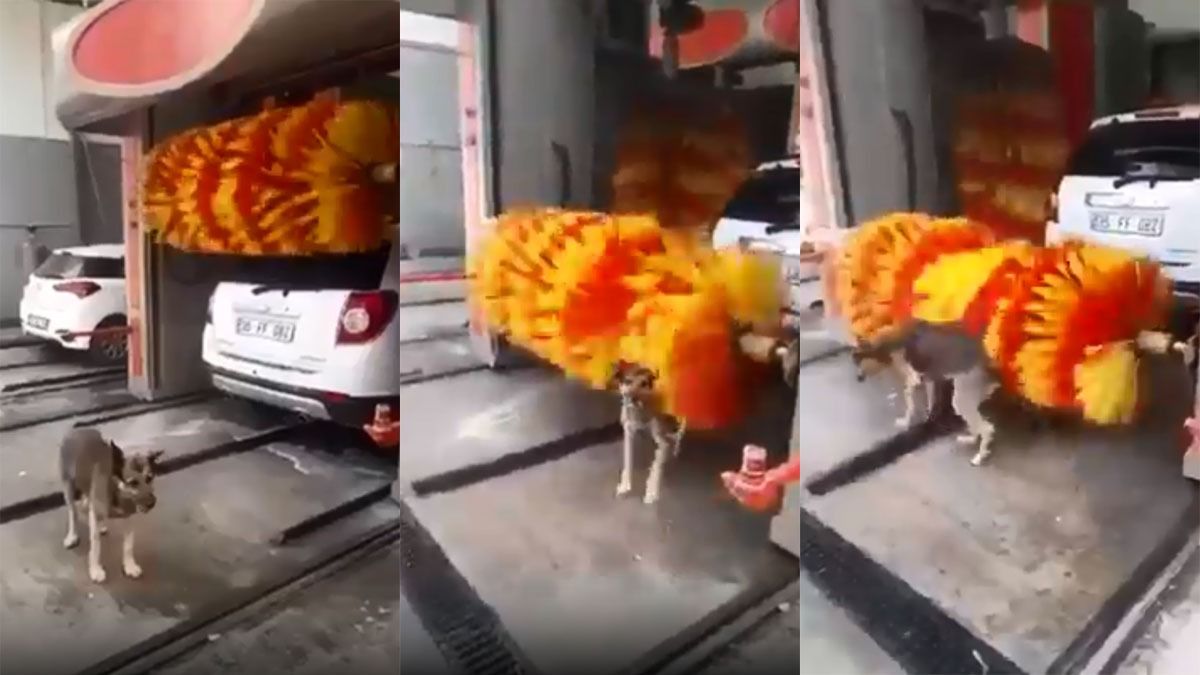 Cada uno se rasca como puede: el perrito que enterneció la red con su peciliar técnica