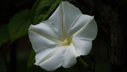 Flor de la luna es una enredadera vigorosa. Flor de la luna es una enredadera vigorosa.