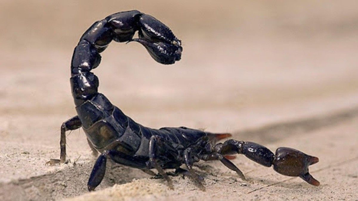 Terrorífico. Una tormenta de alacranes venenosos dejó más de 500 personas internadas.