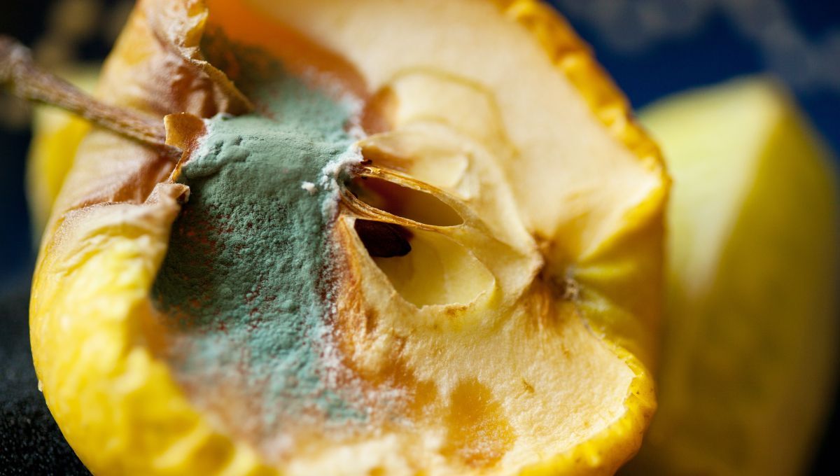 Manzana con moho. Manzana con moho. 
