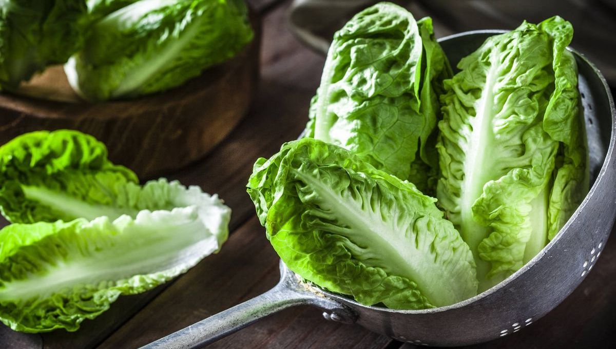 El eficaz truco casero de un ingrediente para que la lechuga dure fresca por 30 días: en minutos y sencillo