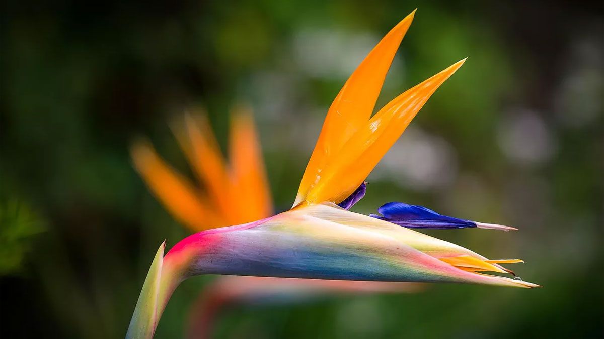 Esta planta de flor hermosa y llamada popularmente como flor de pájaro o ave del paraíso