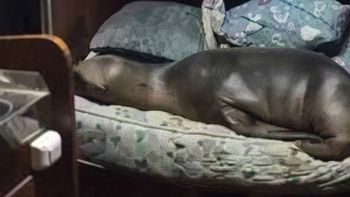 VIDEO: un lobo marino se coló a un barco pesquero y sorprendió a marineros en Mar del Plata VIDEO: un lobo marino se coló a un barco pesquero y sorprendió a marineros en Mar del Plata