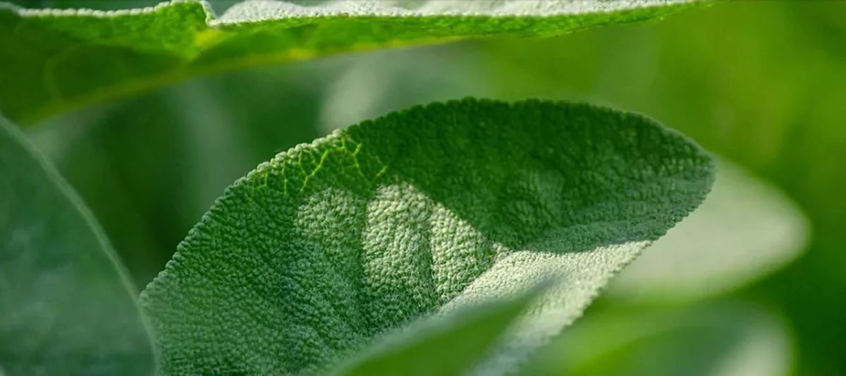 Mate rico y saludable. La salvia es una gran aliada para controlar el azúcar en sangre. Mate rico y saludable. La salvia es una gran aliada para controlar el azúcar en sangre. 