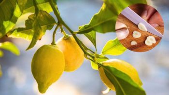 Árbol limonero: cómo decirle adiós a las hojas arrugadas usando un diente de ajo Árbol limonero: cómo decirle adiós a las hojas arrugadas usando un diente de ajo