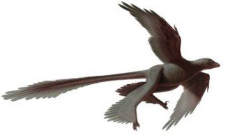 El origen del vuelo