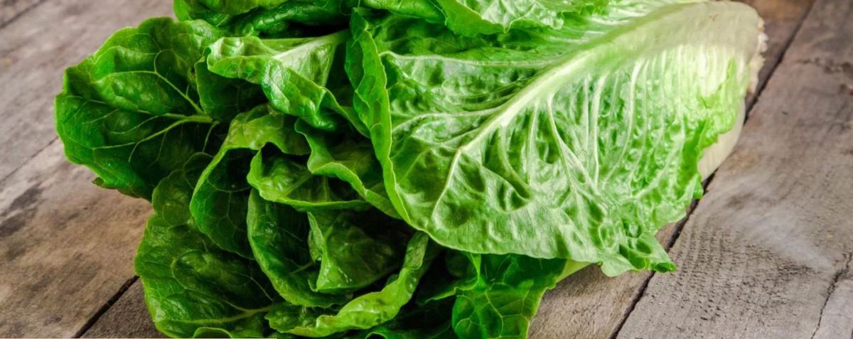 Por qué la lechuga es verde.