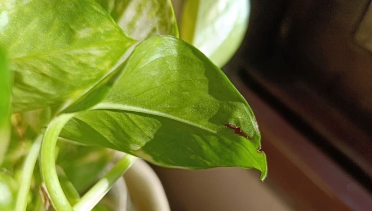 Una hoja rota de nacimiento puede indicar un problema grave. Una hoja rota de nacimiento puede indicar un problema grave. 