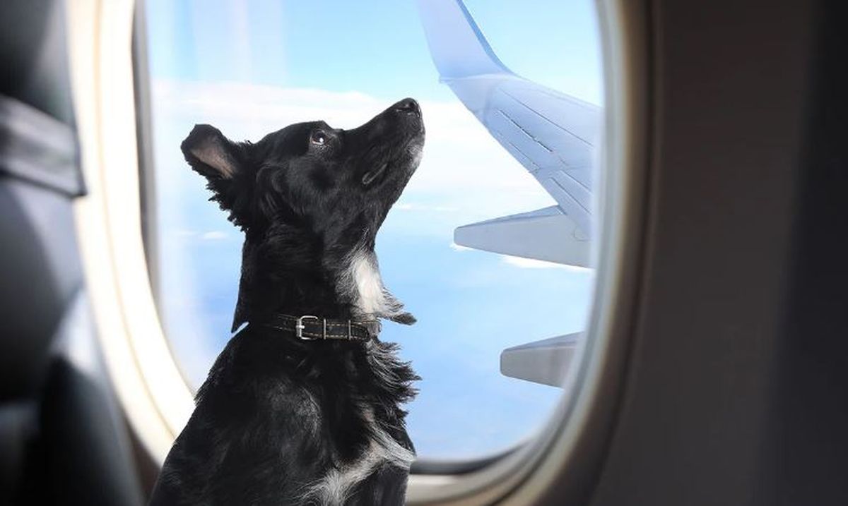 Los perros pueden volar, pero con ciertas condiciones. Los perros pueden volar, pero con ciertas condiciones. 