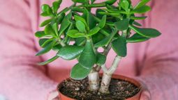 Por qué se caen las hojas de mi árbol de jade en primavera Por qué se caen las hojas de mi árbol de jade en primavera