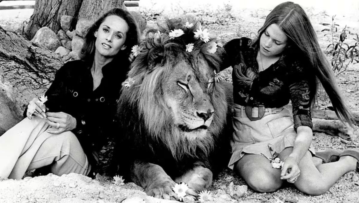 Tippi Hedren junto a su hija Melanie, y uno de sus leones. Tippi Hedren junto a su hija Melanie, y uno de sus leones.