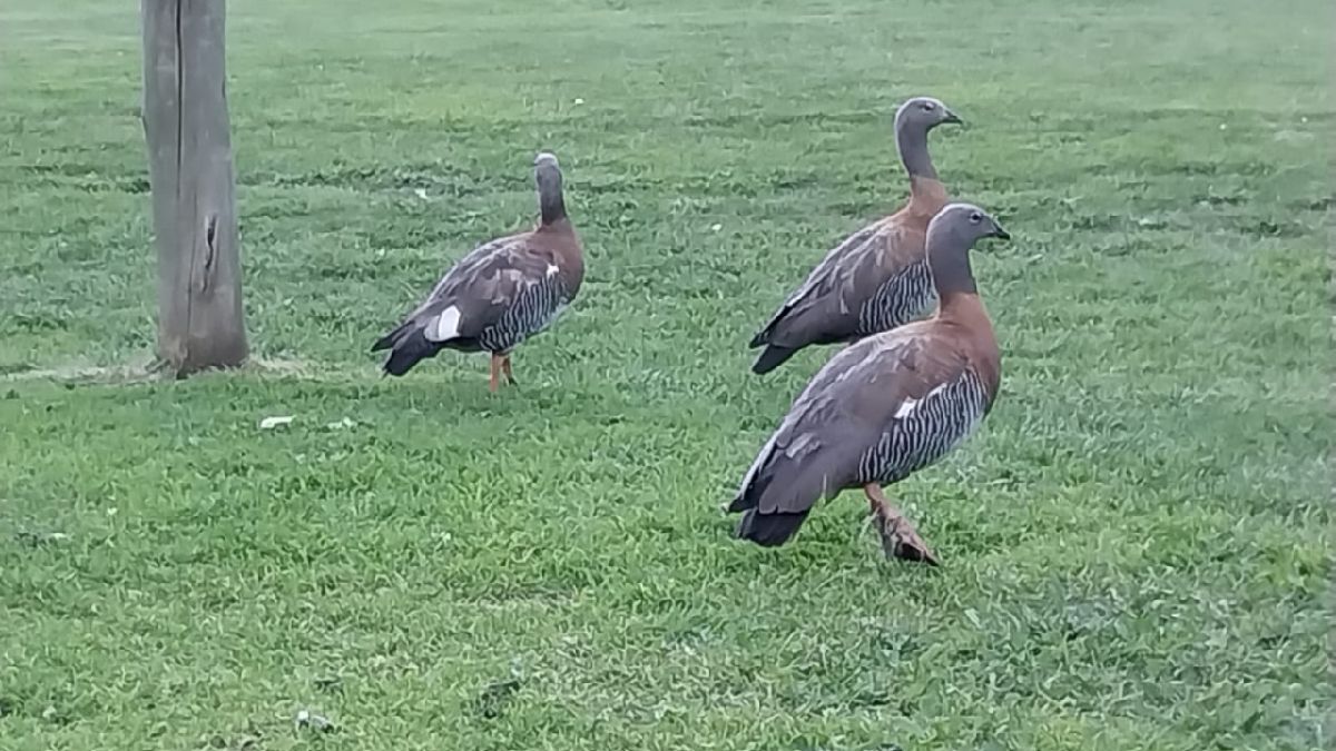 El cauquén colorado, animal en extinción en Argentina y Chile. El cauquén colorado, animal en extinción en Argentina y Chile.