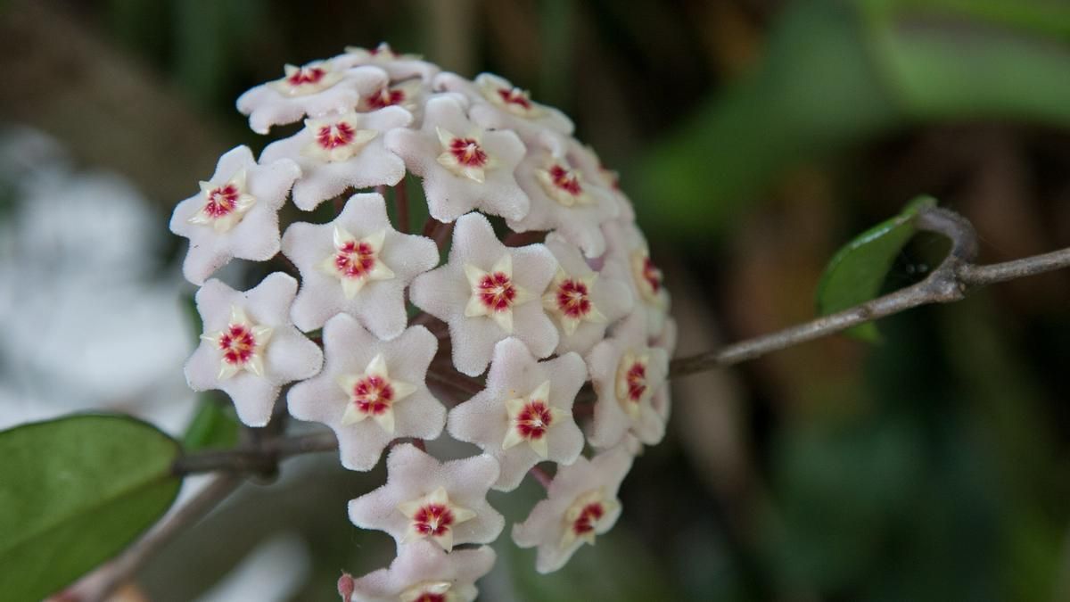 Flor de cera, truco para cultivarla en maceta.