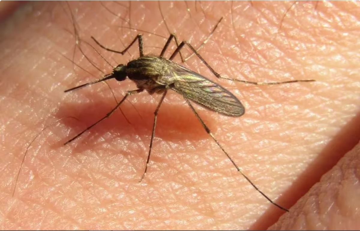 Dengue: ¿en qué momento del día pica más el mosquito? Dengue: ¿en qué momento del día pica más el mosquito?
