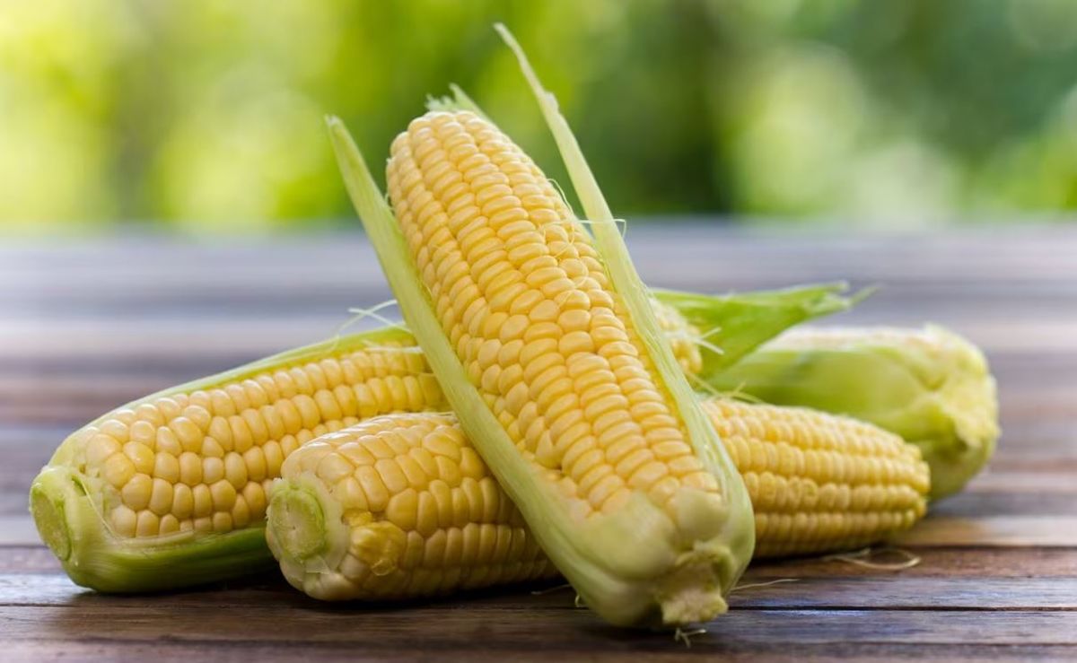 Además de ser muy rico el choclo tiene muchísimos beneficios Además de ser muy rico el choclo tiene muchísimos beneficios