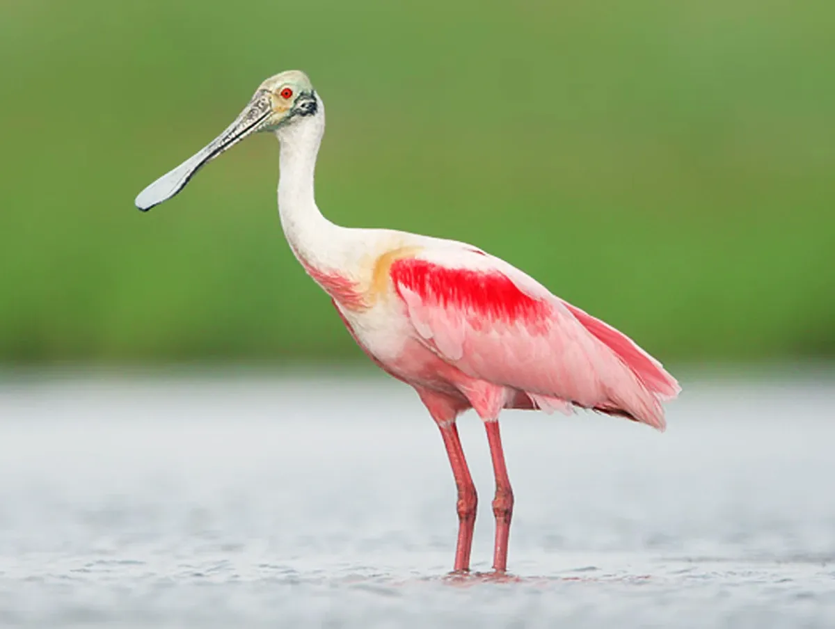 Ciudadanos de Nueva Jersey avistan por primera vez una espátula rosa