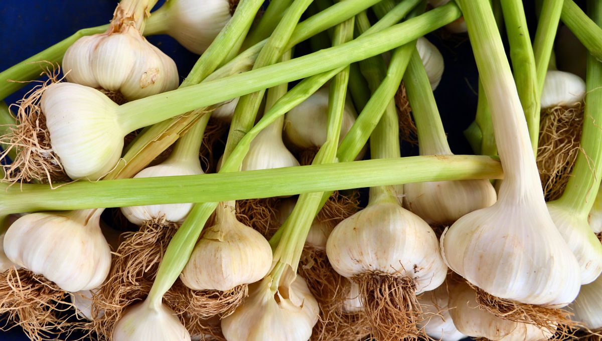 El ajo como planta sanadora: el remedio casero para restaurar arterias y verte rejuvenecido