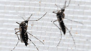 Estados Unidos emite alerta de viajes a un área de Miami con zika autóctono