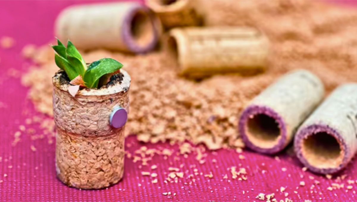 Si tenés corchos de vino en tu casa, tenés un tesoro de la jardinería: cómo hacerlos maceta para suculentas. Foto: Bonvivir