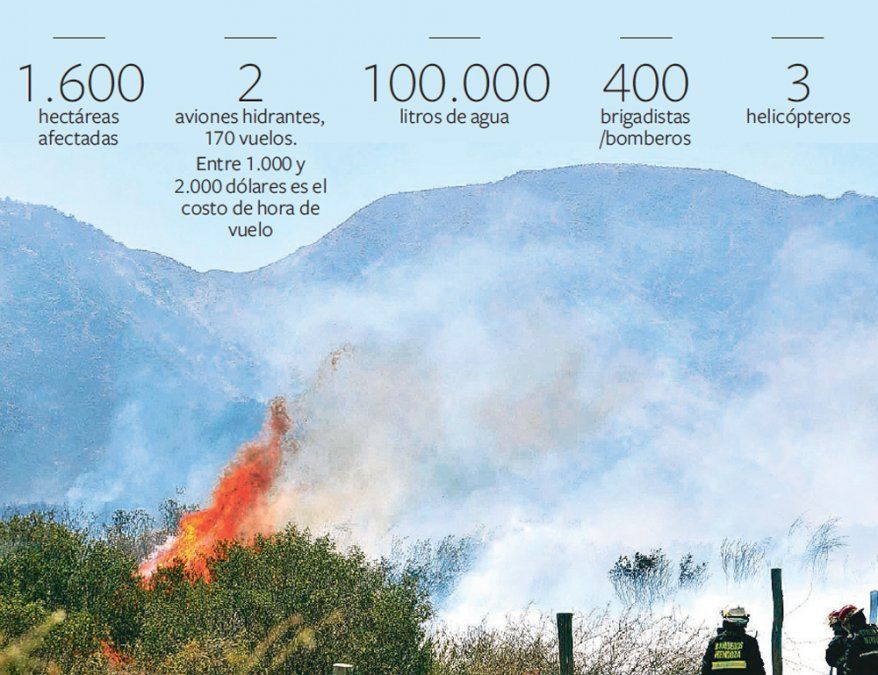 Los animales bajan del Cerro Arco por falta de comida