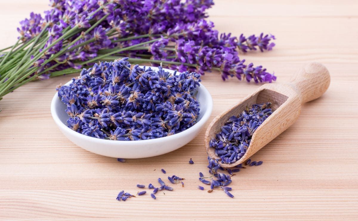 Beneficio de tener lavanda, la planta de la armonía. Beneficio de tener lavanda, la planta de la armonía.
