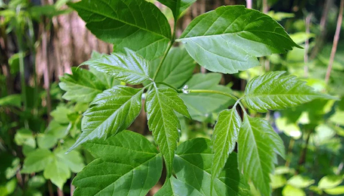 El árbol que da sombra todo el verano, es resistente y de rápido crecimiento