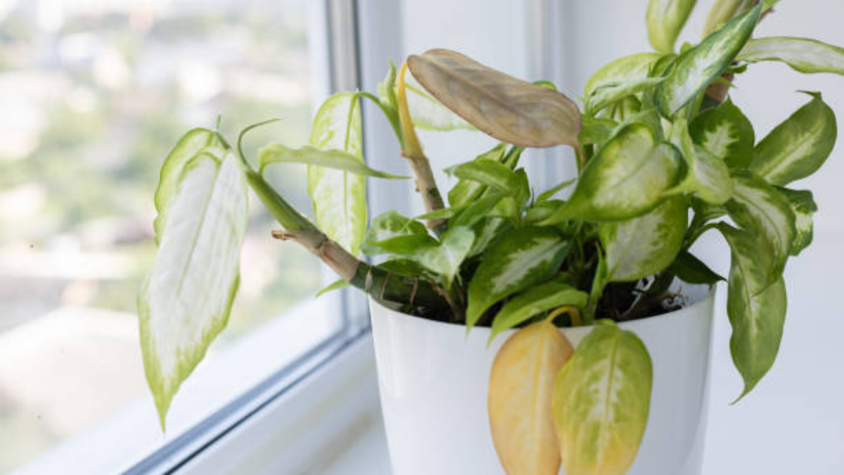 Las plantas marchitas revivirán fácilmente con estos trucos de jardinería.