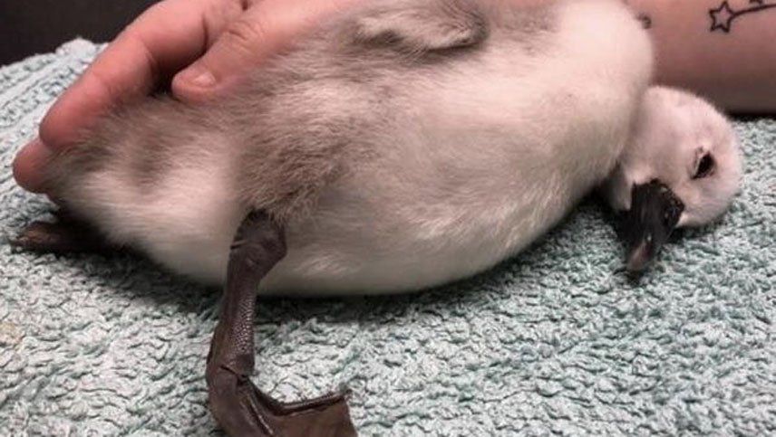 Denuncian que un runner pateó a un cisne bebé y lo dejó con grave daño cerebral