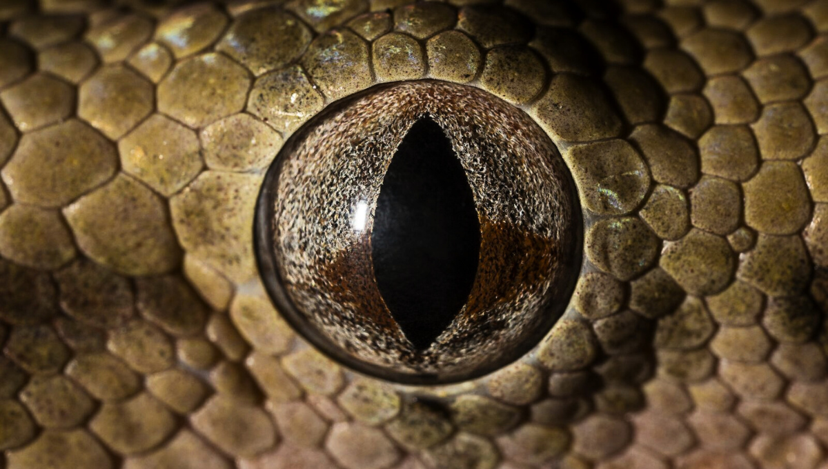 Una serpiente puede matar a 400 personas con su veneno.
