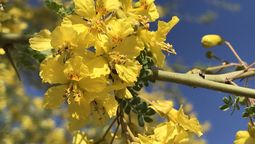 La planta nativa que teñirá tu jardín de un amarillo intenso
