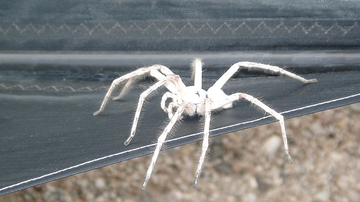 Arañas blancas o de patas largas. Soñar con ellas tiene distintos significados. Arañas blancas o de patas largas. Soñar con ellas tiene distintos significados.
