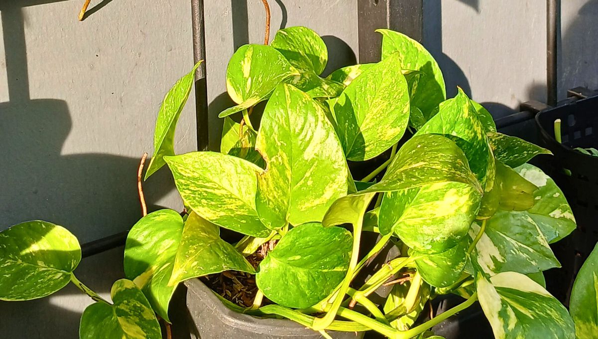 El sol es muy importante para las plantas, ya que proporciona la energía lumínica necesaria para la fotosíntesis. El sol es muy importante para las plantas, ya que proporciona la energía lumínica necesaria para la fotosíntesis.