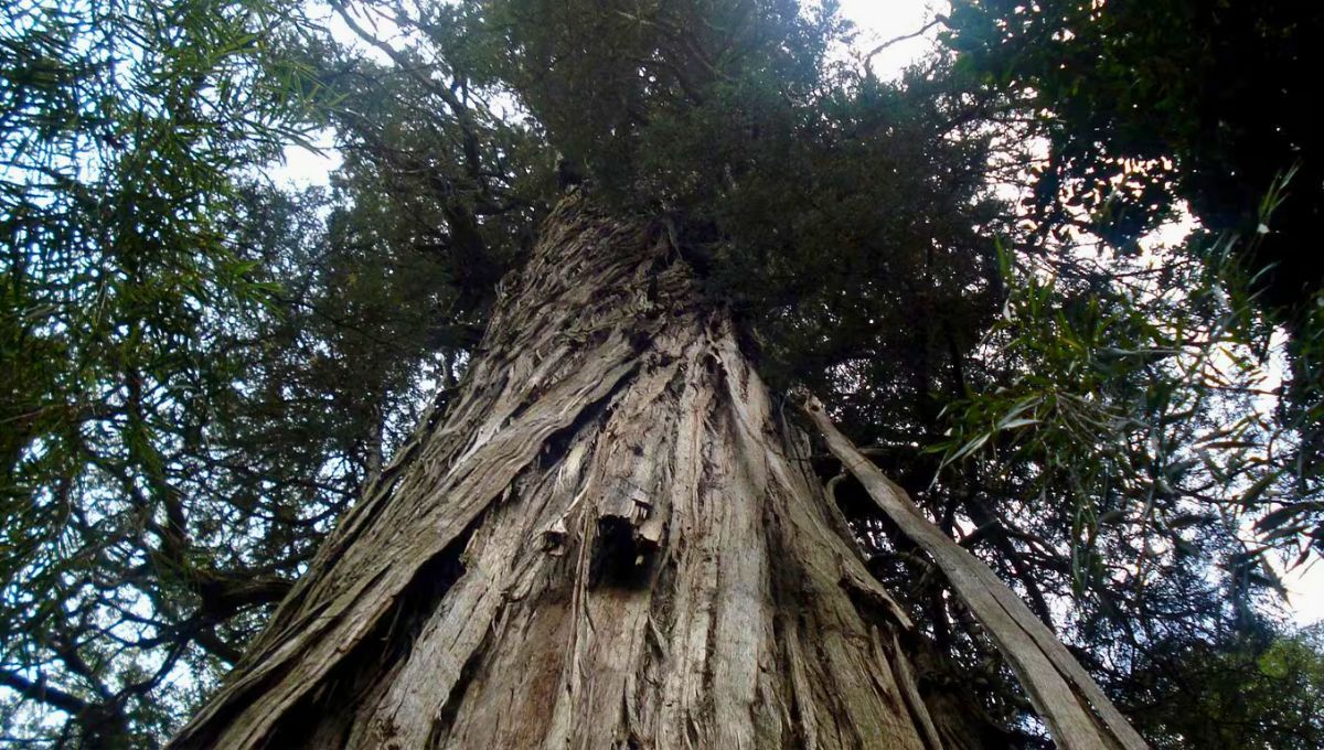 El segundo árbol más longevo del mundo está en Argentina: mide 50 metros y tiene 2.630 años