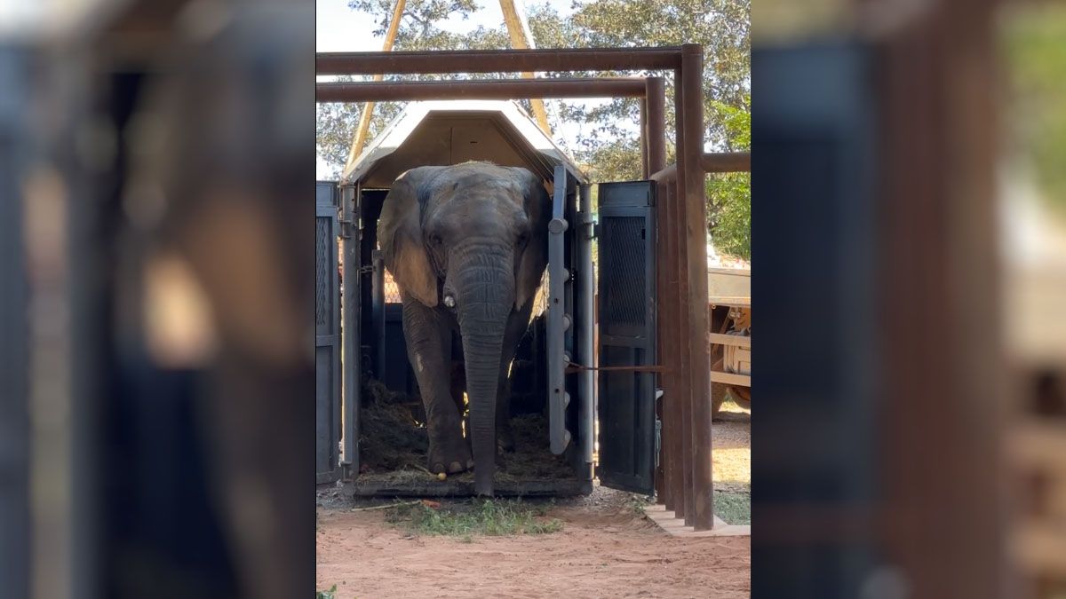 Kenya tiene 44 años y es la primera vez en su vida que estará en el hábitat del que nunca debió ser sacada. Kenya tiene 44 años y es la primera vez en su vida que estará en el hábitat del que nunca debió ser sacada.