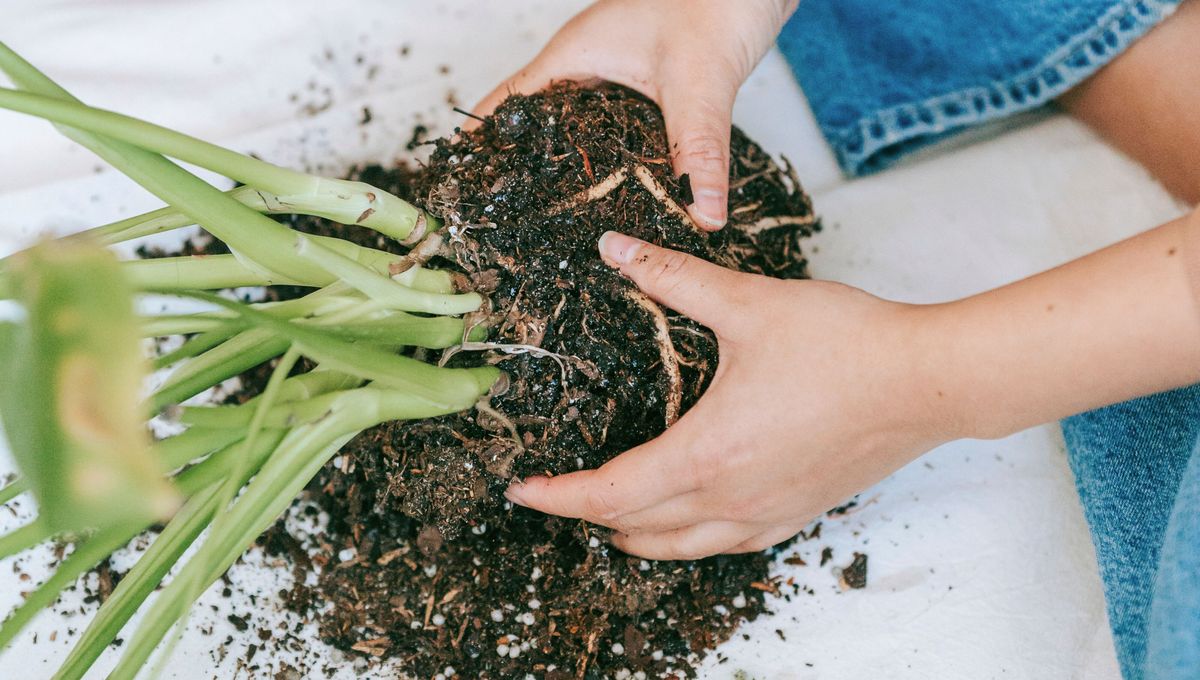 Trata las raíces siempre con delicadeza y cuidado Trata las raíces siempre con delicadeza y cuidado 