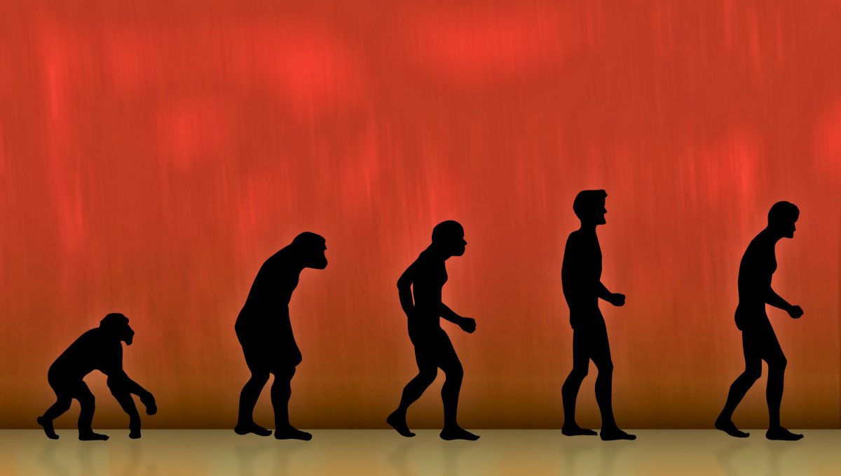 Un estudio revela cómo los humanos empezaron a caminar erguidos: la clave está en la pelvis