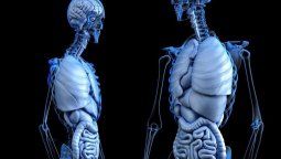Descubren un nuevo órgano en el cuerpo humano y es el más grande hasta la fecha