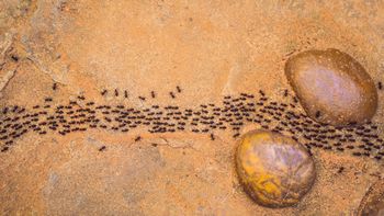 Si ves un caminito de hormigas en alguna parte de tu casa, te contamos qué significa según el Feng Shui